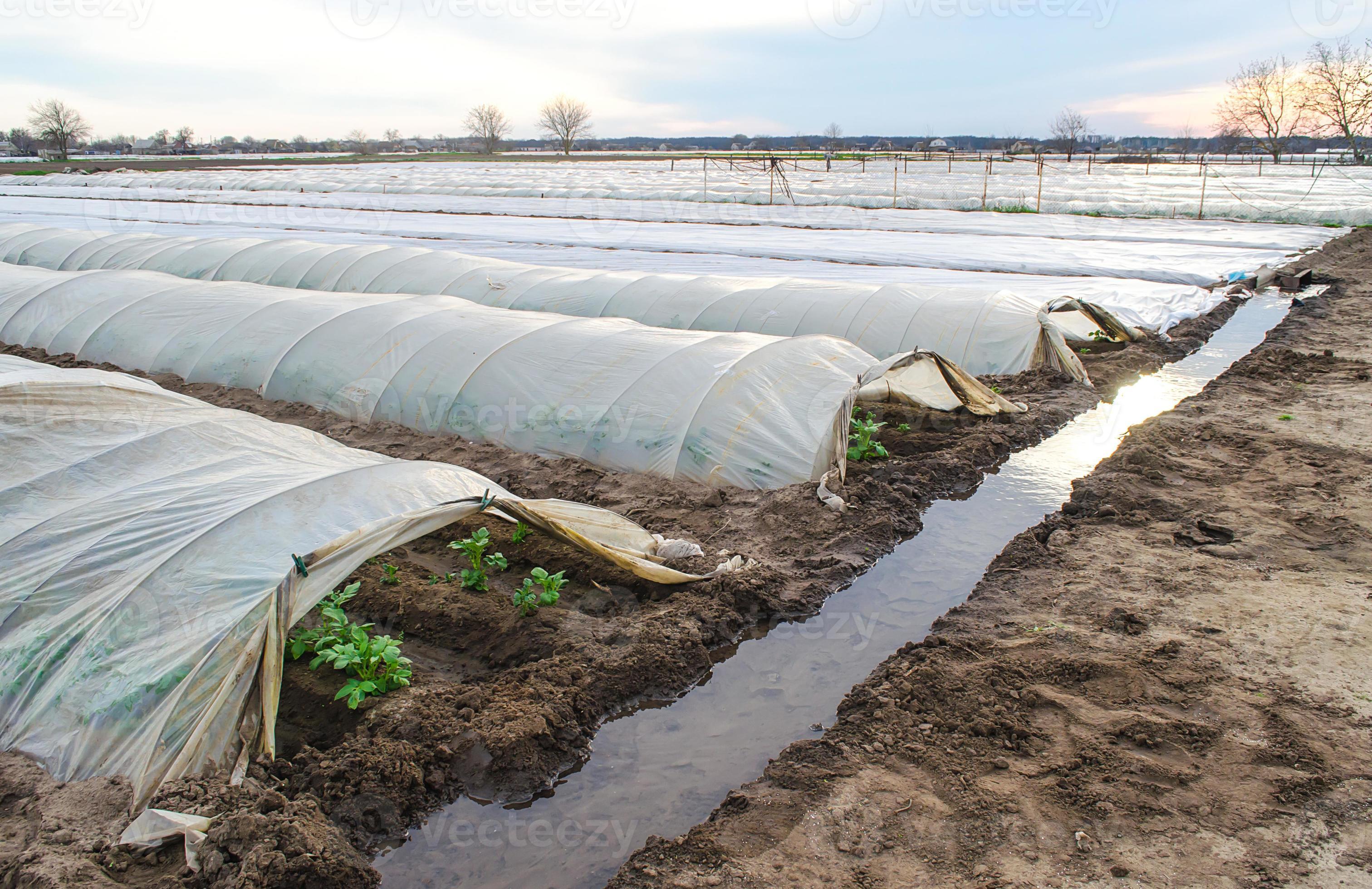 Ventajas de la plasticultura para el cultivar patatas - Agriplastics  Community