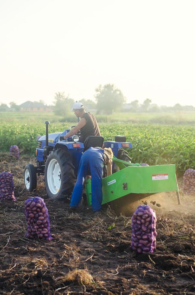 óblast de kherson, ucrania - 19 de septiembre de 2020 trabajadores agrícolas en un tractor desentierran papas. cosecha de papas en la plantación. ganadería y agricultura. Campaña de cosecha de patatas. tierras de cultivo del campo. foto