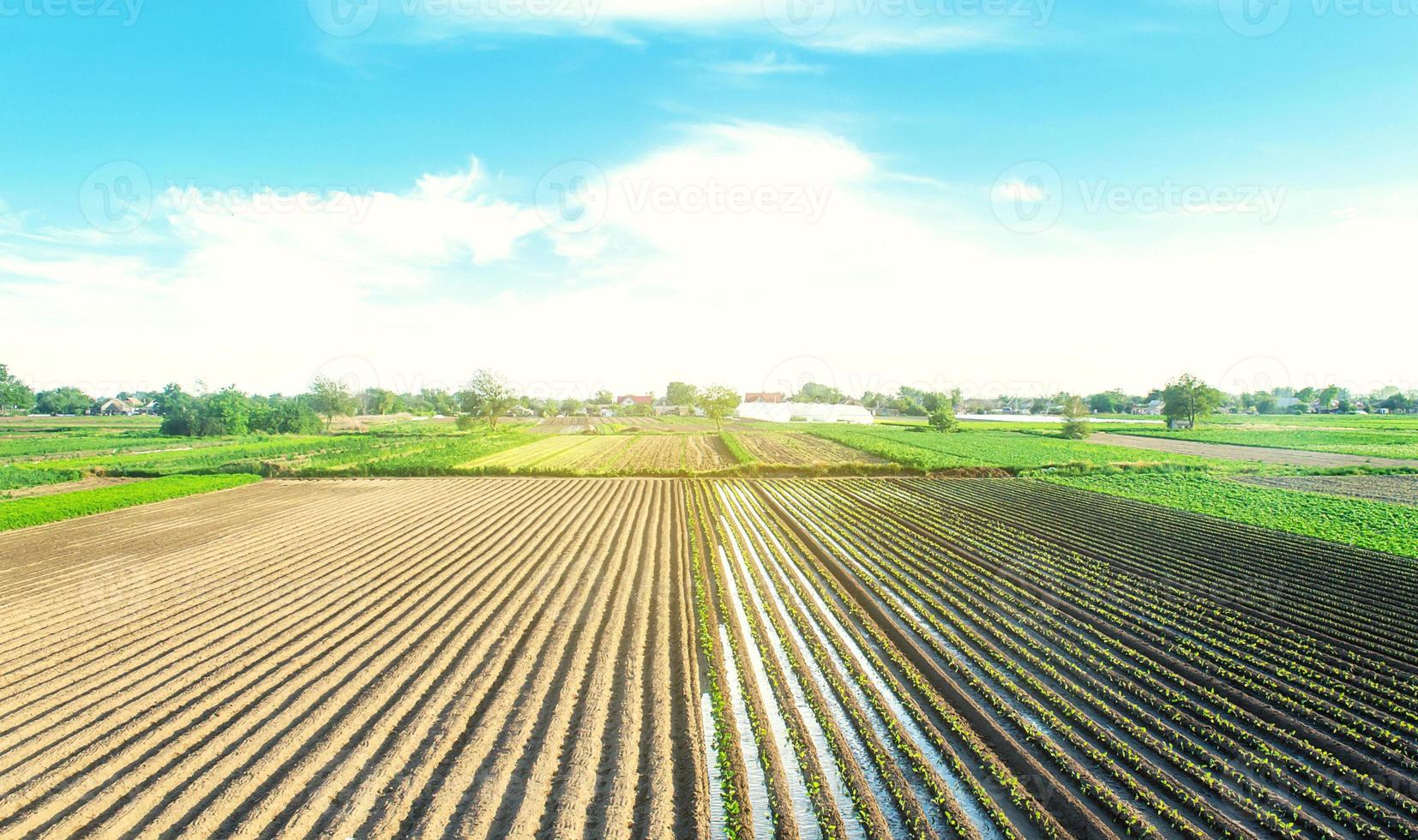 Farm field is planted with agricultural plants. Growing and producing food. Rural countryside. Watering the crop. Agro industry, agribusiness. Farming, european farmland. Traditional irrigation system photo