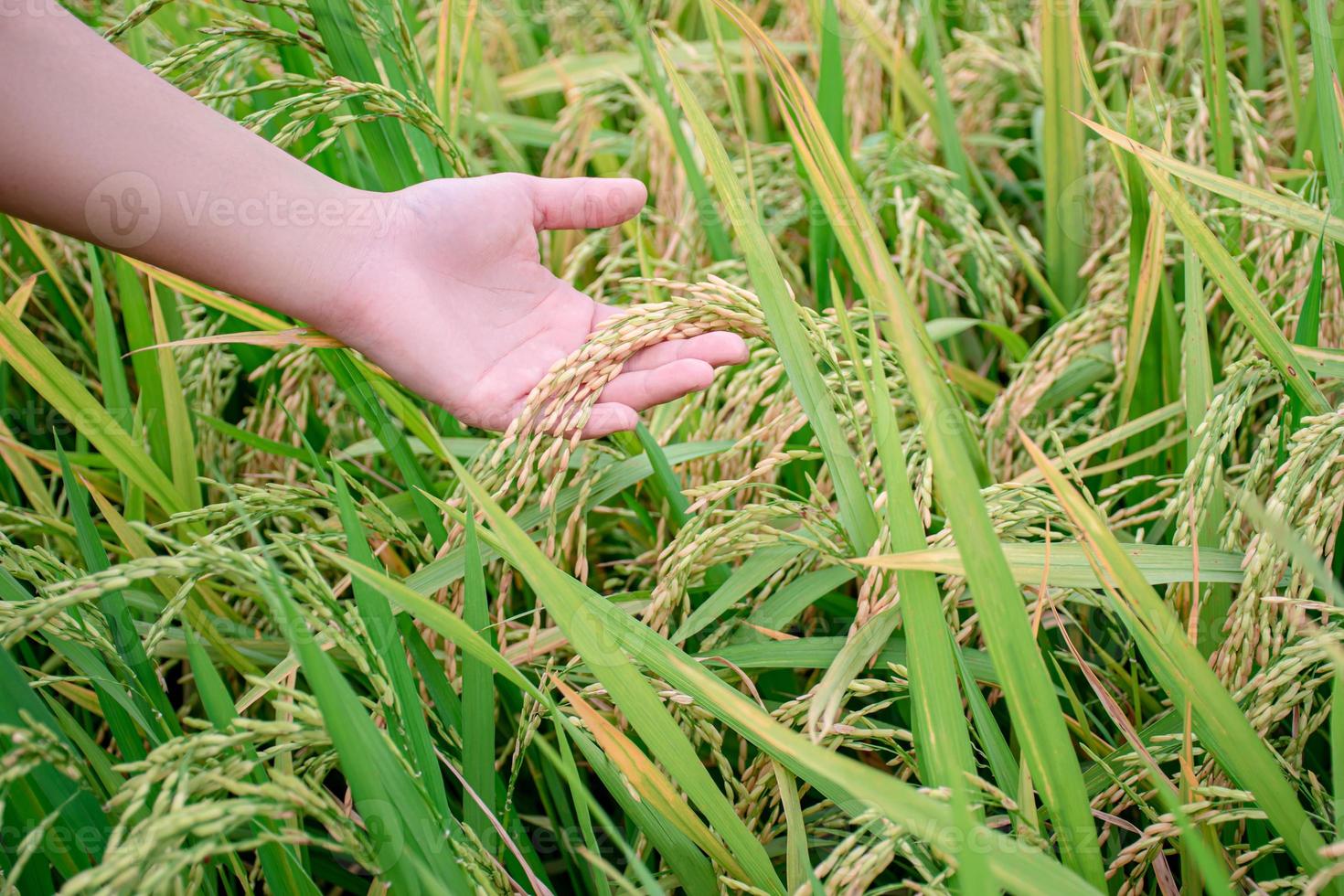 Close up of a farmer's hand touching a soft rice in a rice field, Agriculture. photo