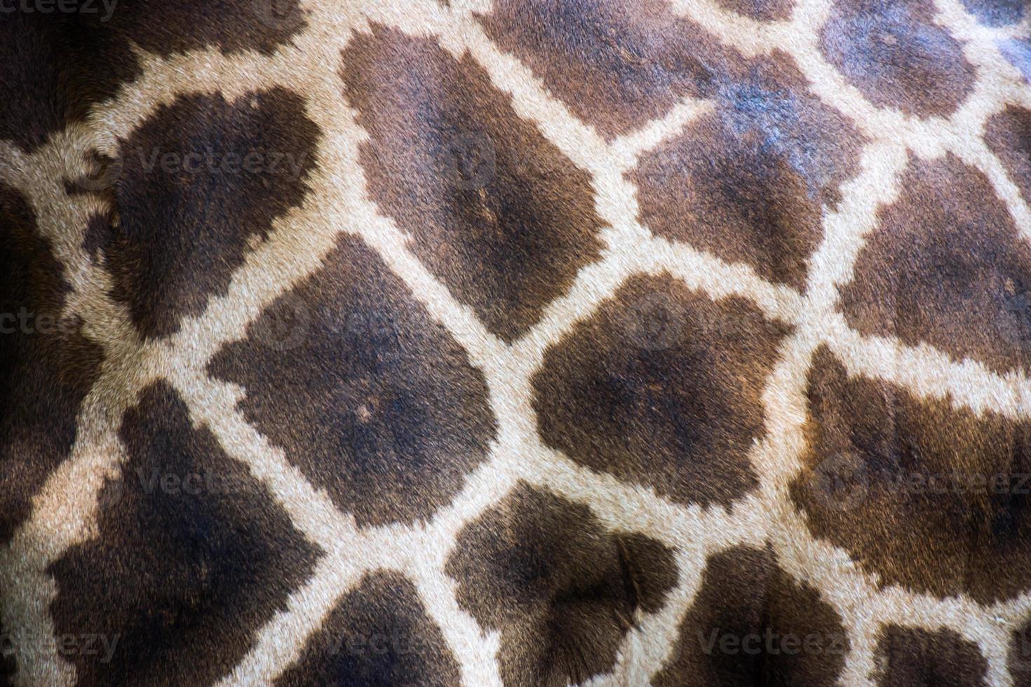 Texture of giraffe fur, wildlife photo
