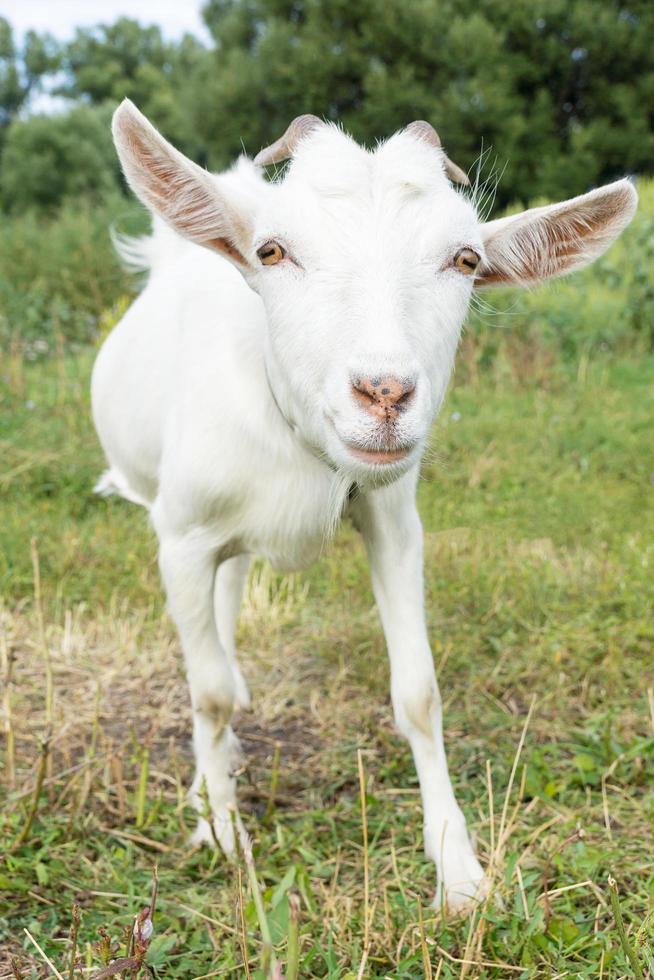 Goat on the grass photo