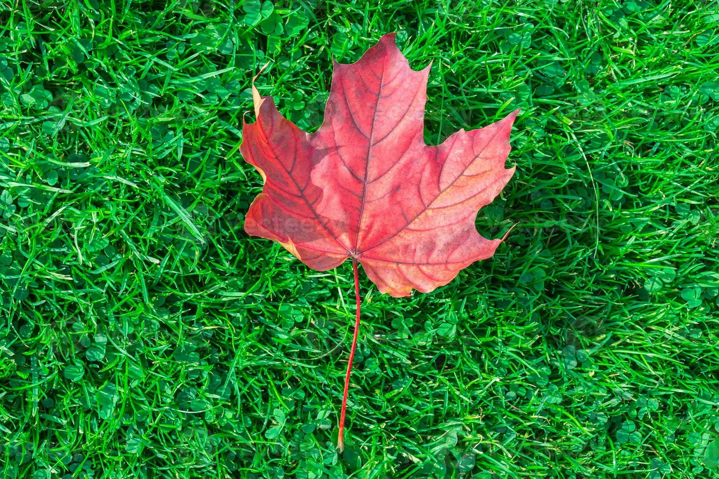 Autumn leaf maple on green grass photo