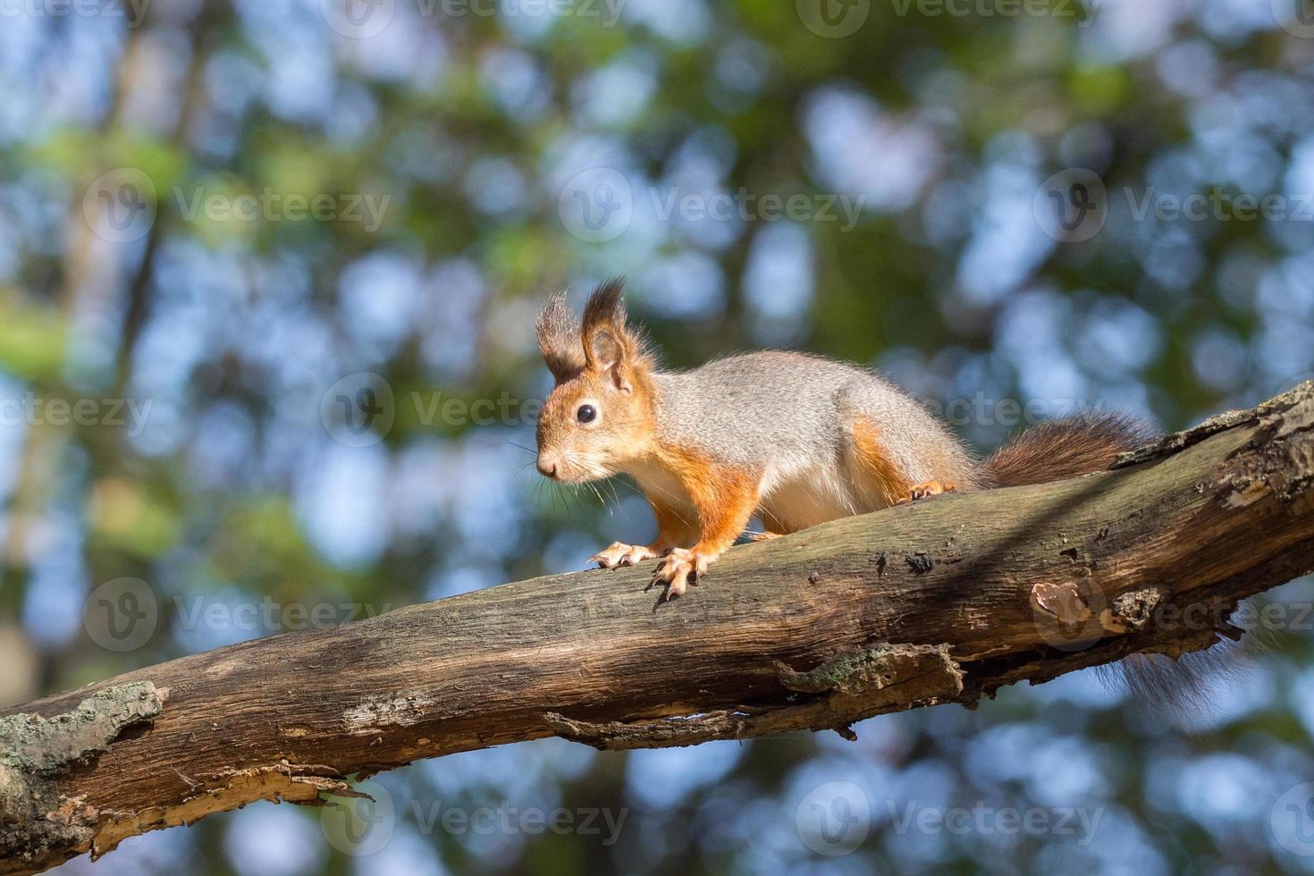 red squirrel on a branch in autumn photo