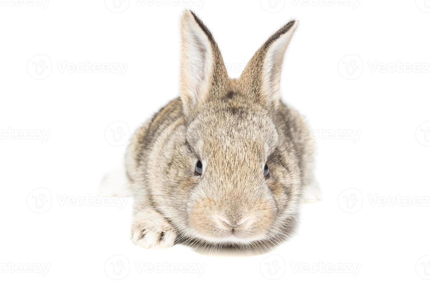 rabbit on a white background photo