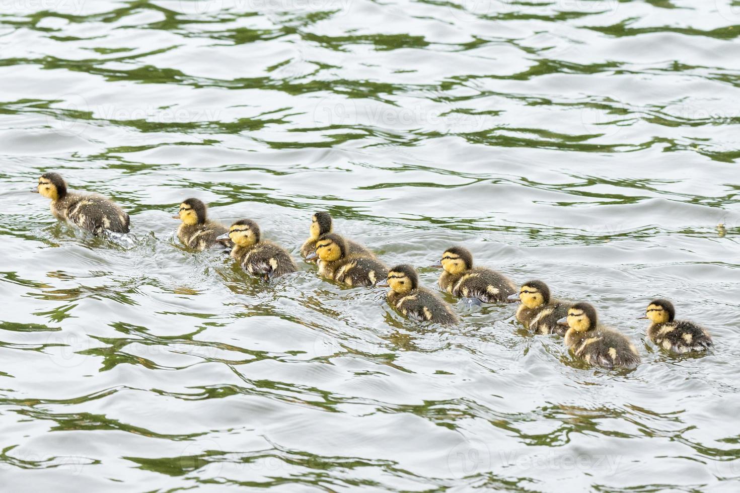 duckling in the pond photo