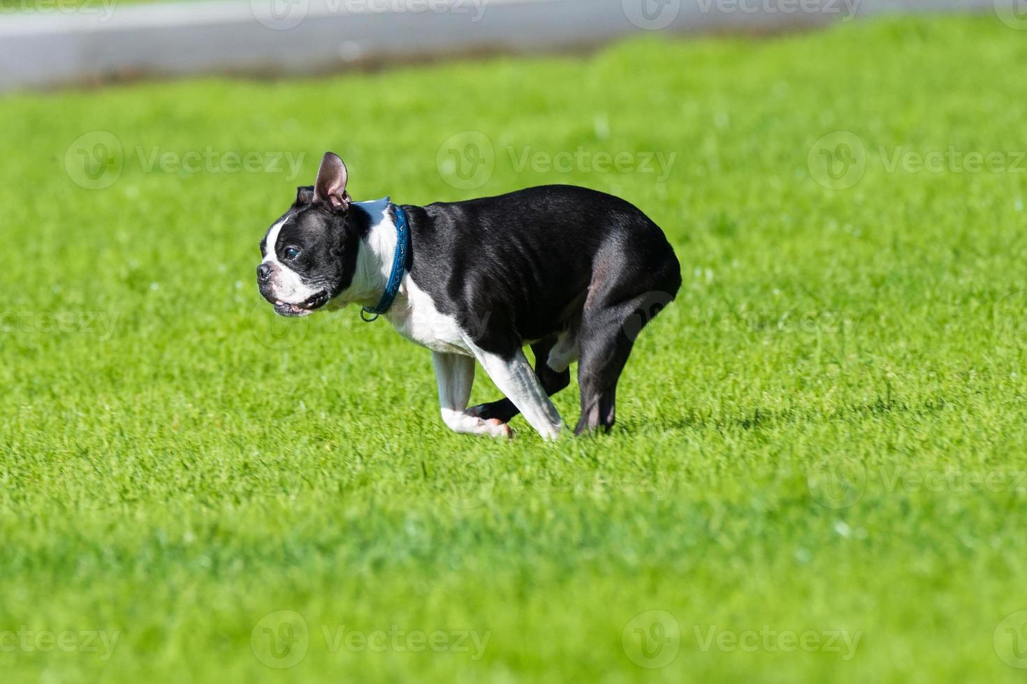 bulldog juega en la hierba foto