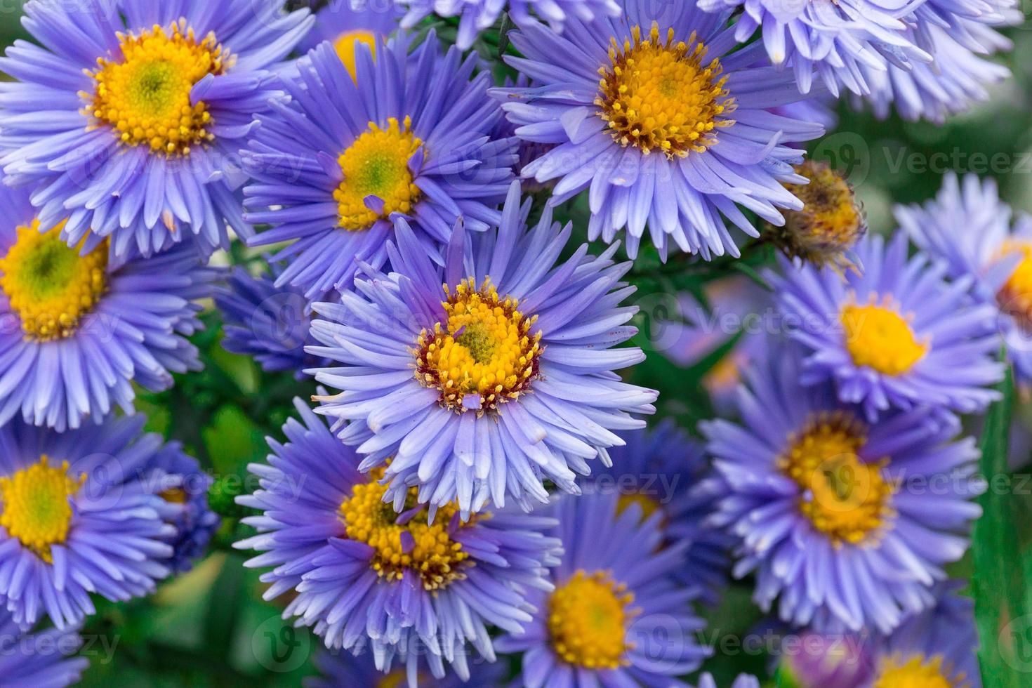 flowers asters in the garden photo