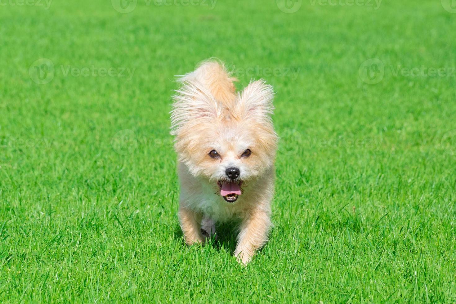 Little dog lying on the grass photo