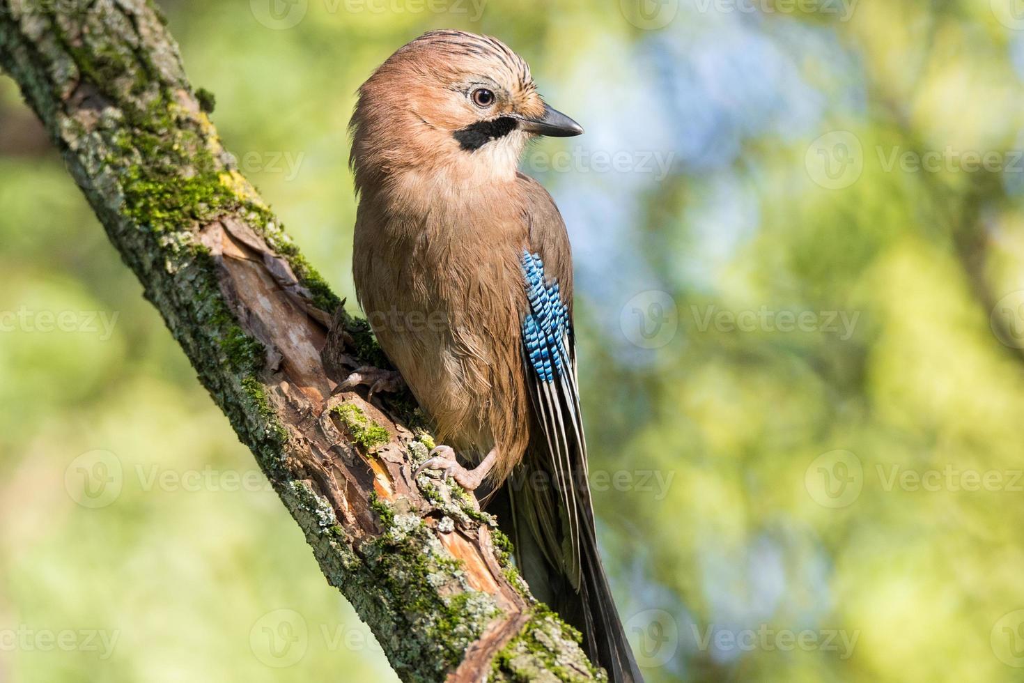 Garrulus glandarius on a branch photo