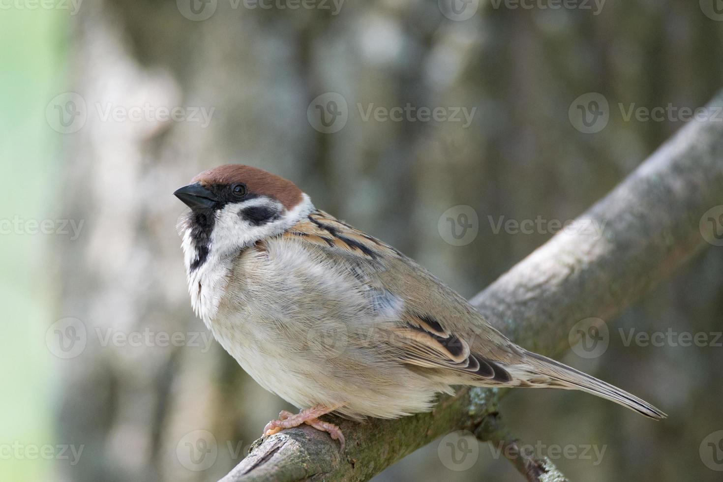 sparrow on a branch photo