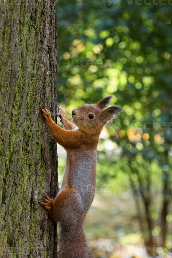 squirrel on a branch photo