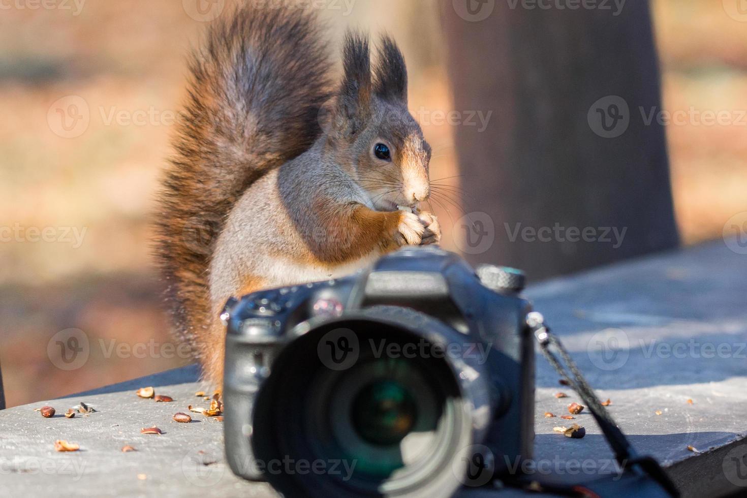 Squirrel photographs on the camera photo