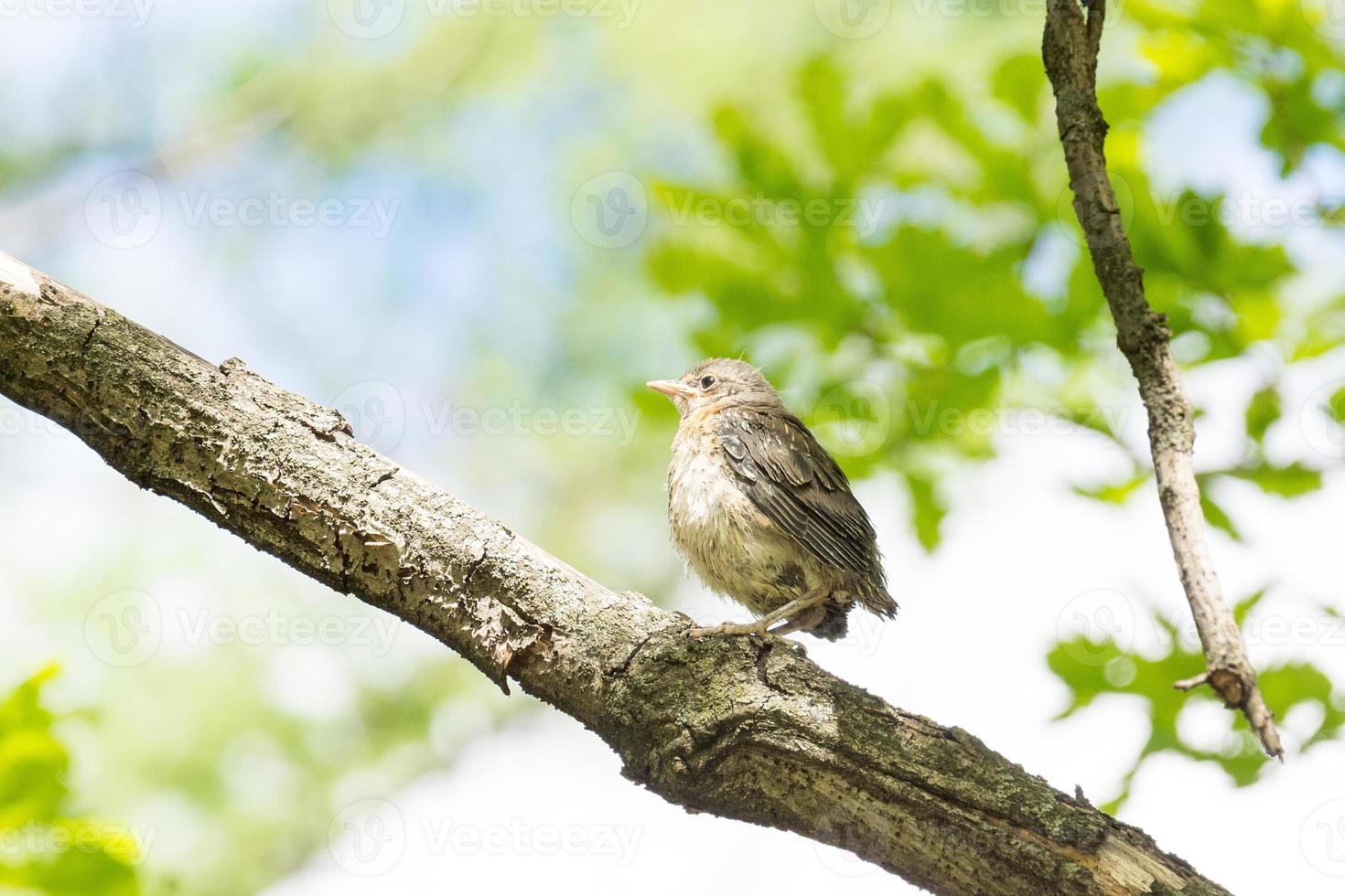 chicken nestling nature photo