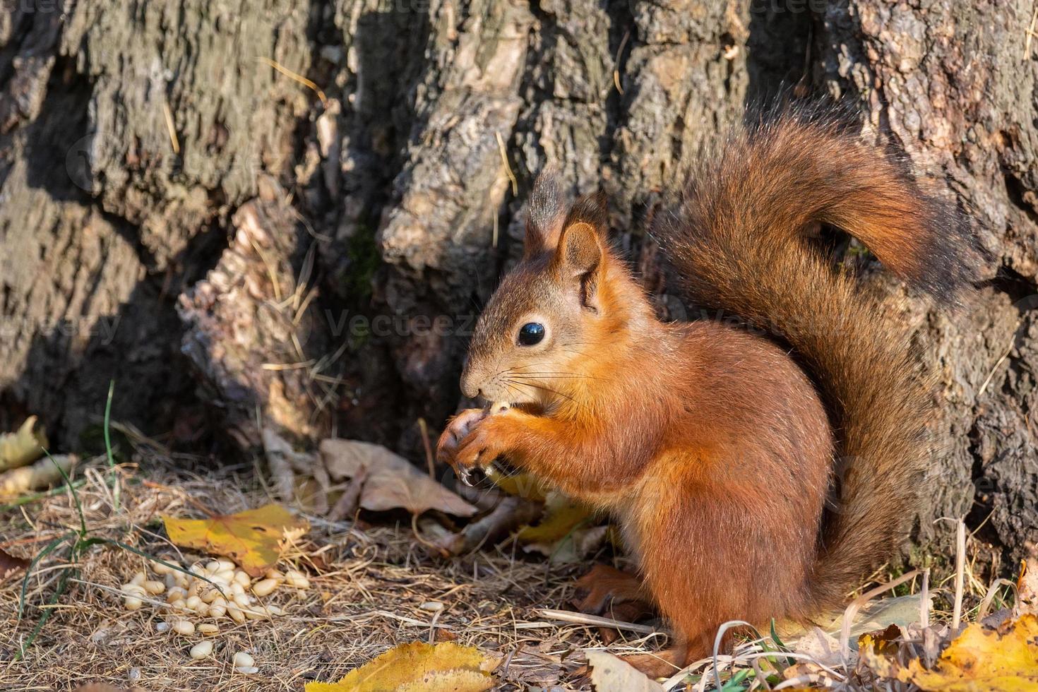 Squirrel in the autumn park photo