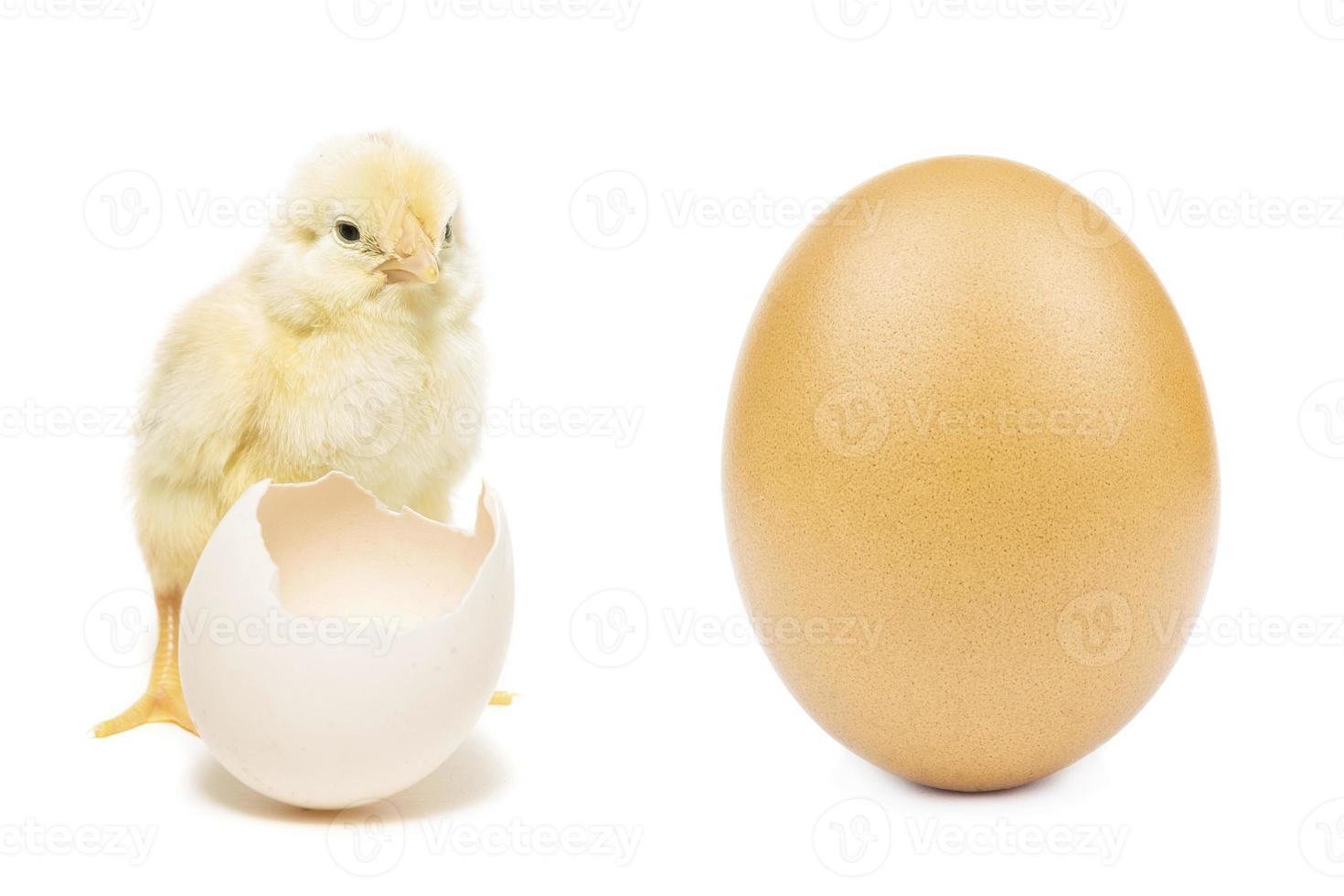 chicken egg on white background photo