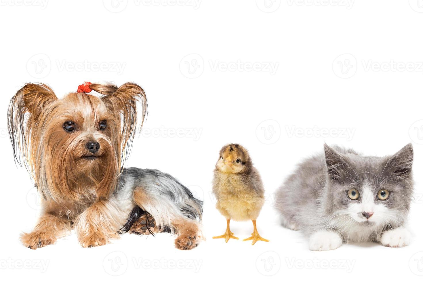 Animals on a white background photo