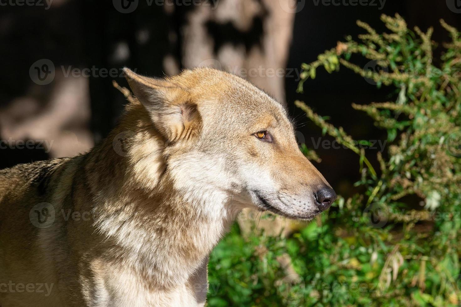 Wolf in the forest photo