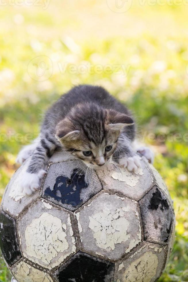 kitten with a soccer ball photo