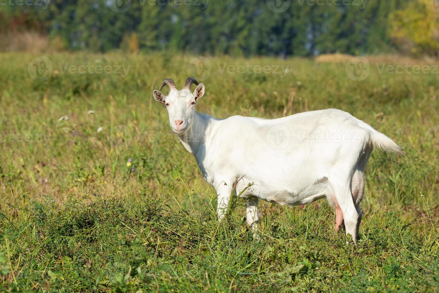goat in a meadow photo