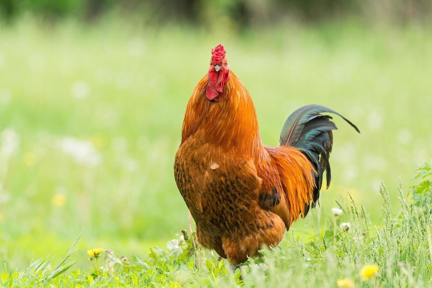 gallo en la hierba foto