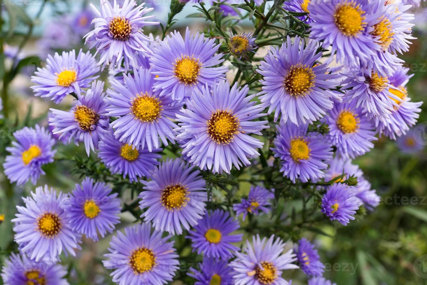 flores asteres en el jardín foto