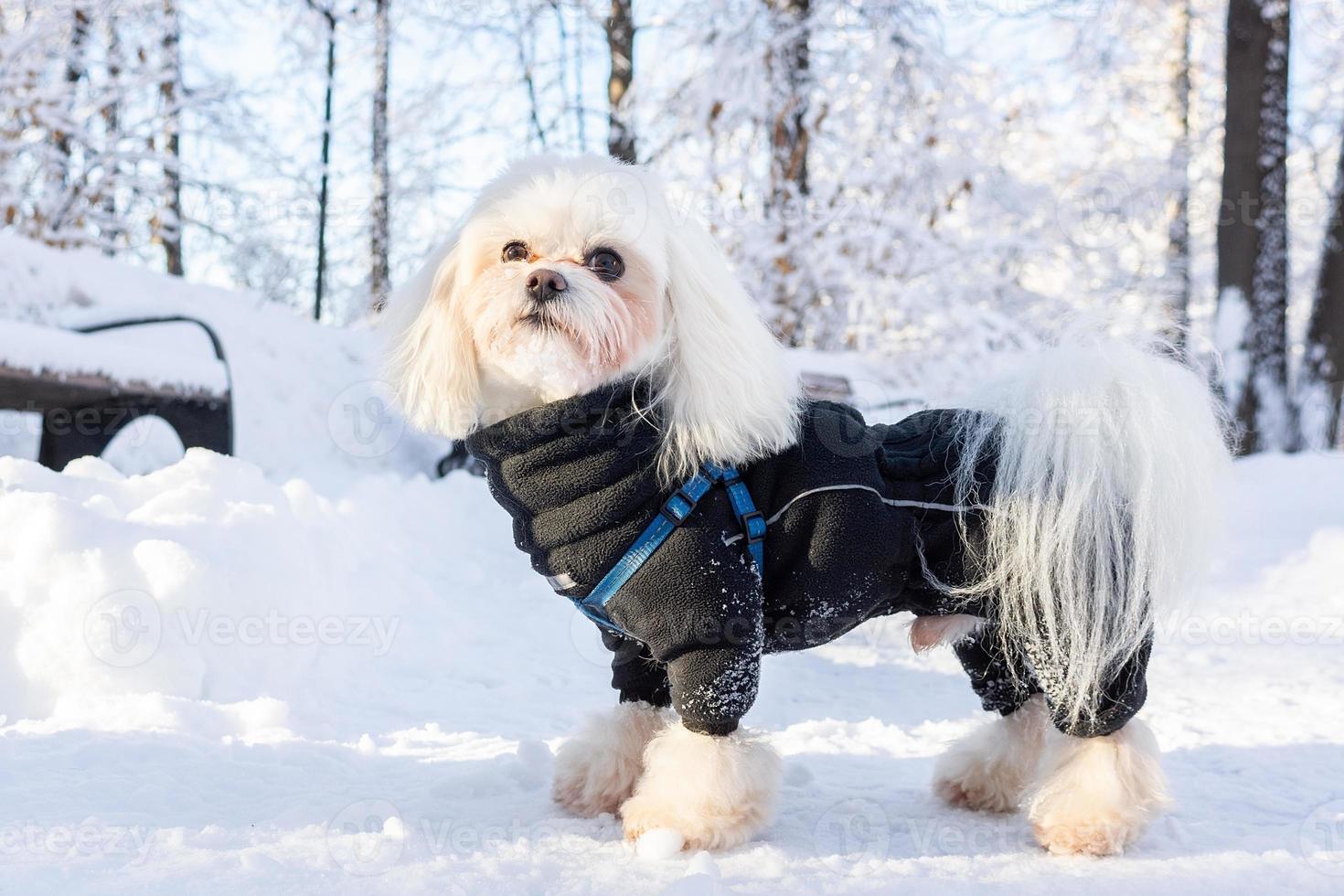 dog snow winter photo