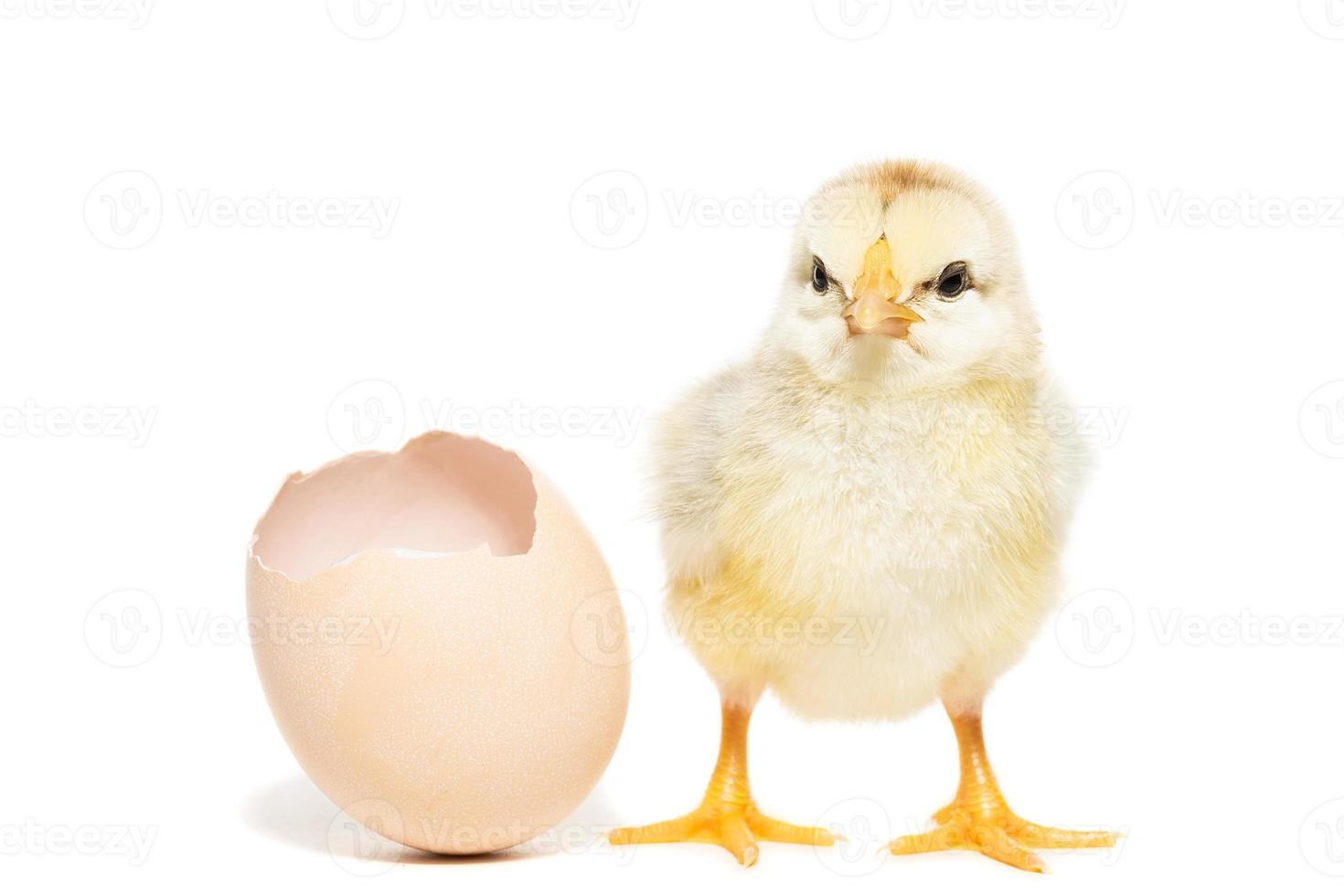 Chicken hatched from the shell photo
