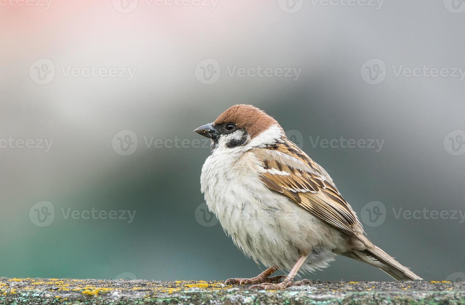 young sparrow on branch photo