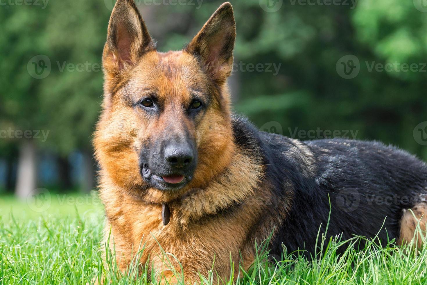 dog on the grass photo