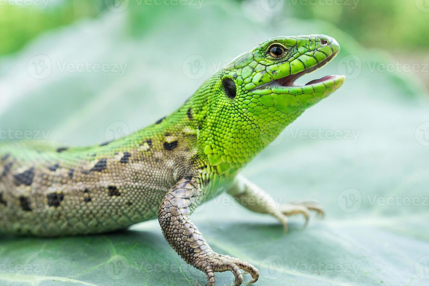 Green lizard in the grass photo