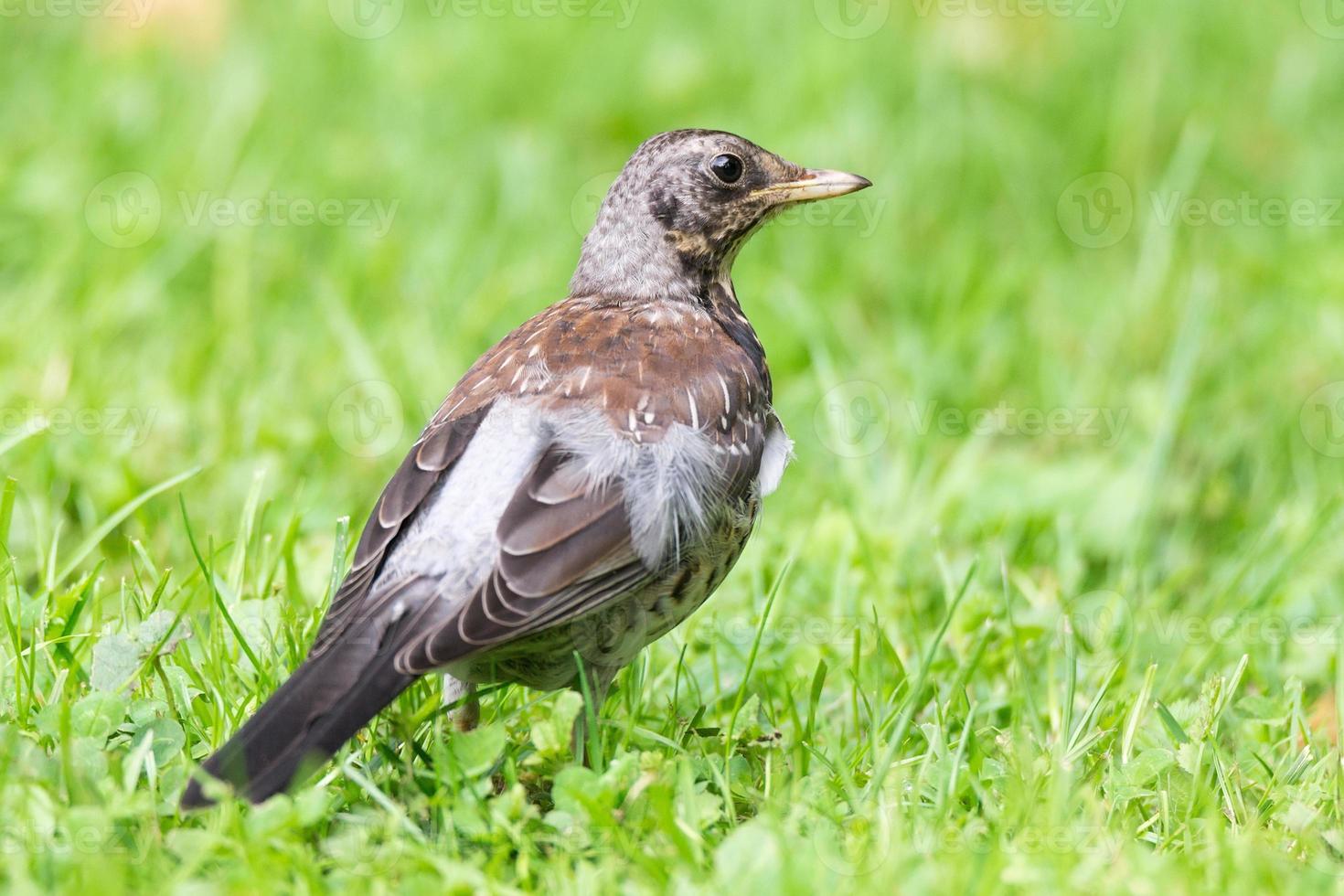 Thrush grasslander on the grass photo