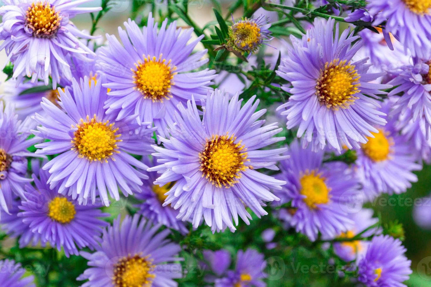 flowers asters in the garden photo