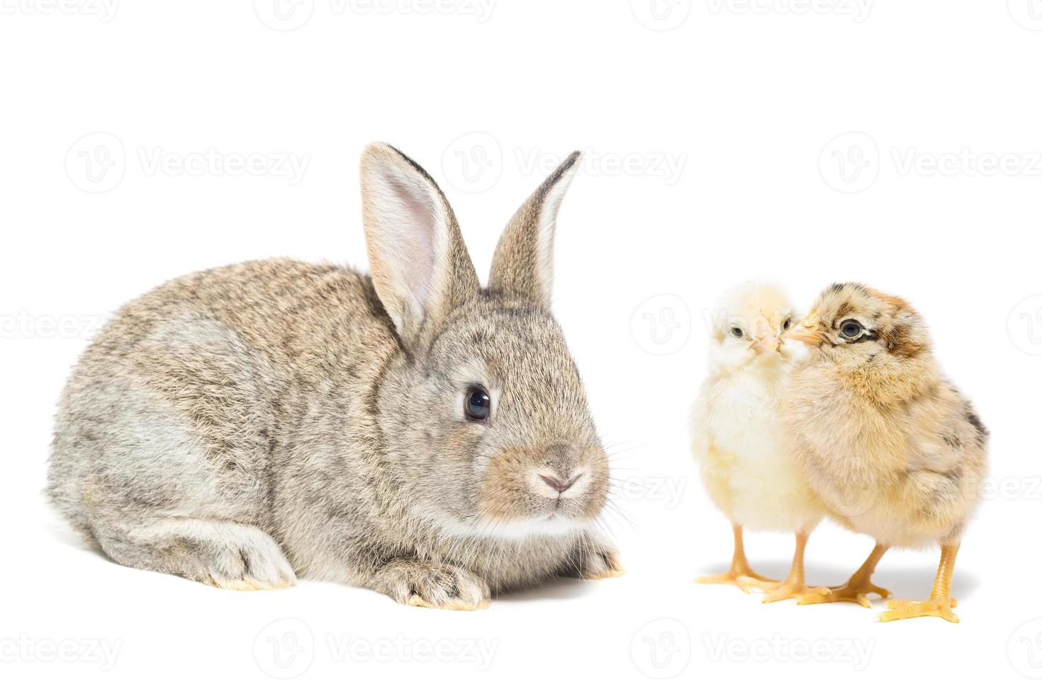 Bunny and chicken photo