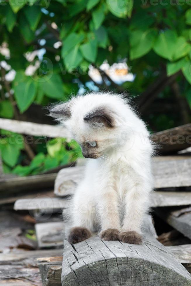Kitten on the board 13620665 Stock Photo at Vecteezy