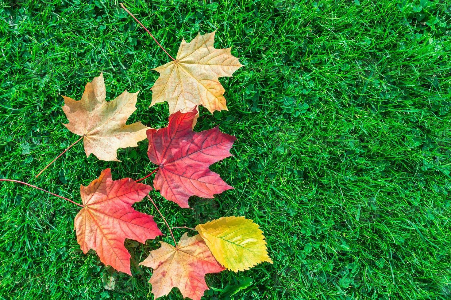 Autumn leaf maple on green grass photo