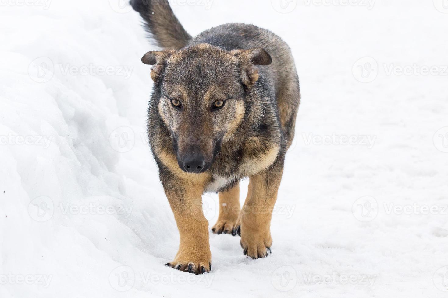 Dog in the snow photo
