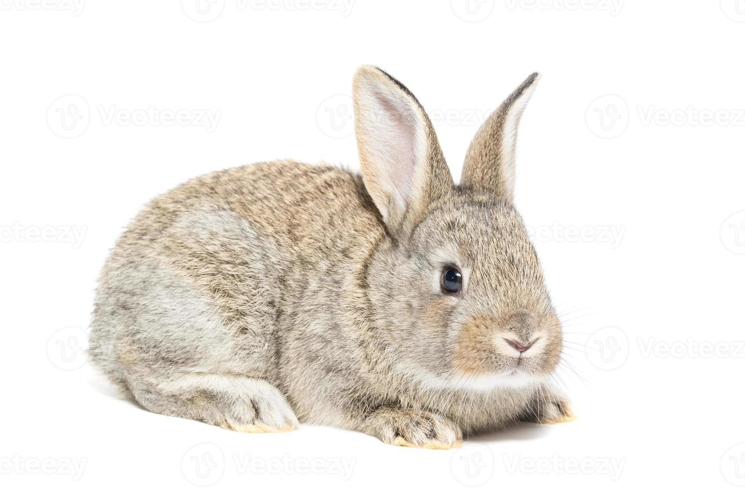 rabbit on a white background photo