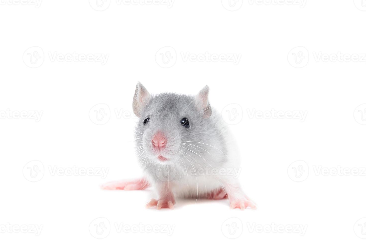 rat on white background photo