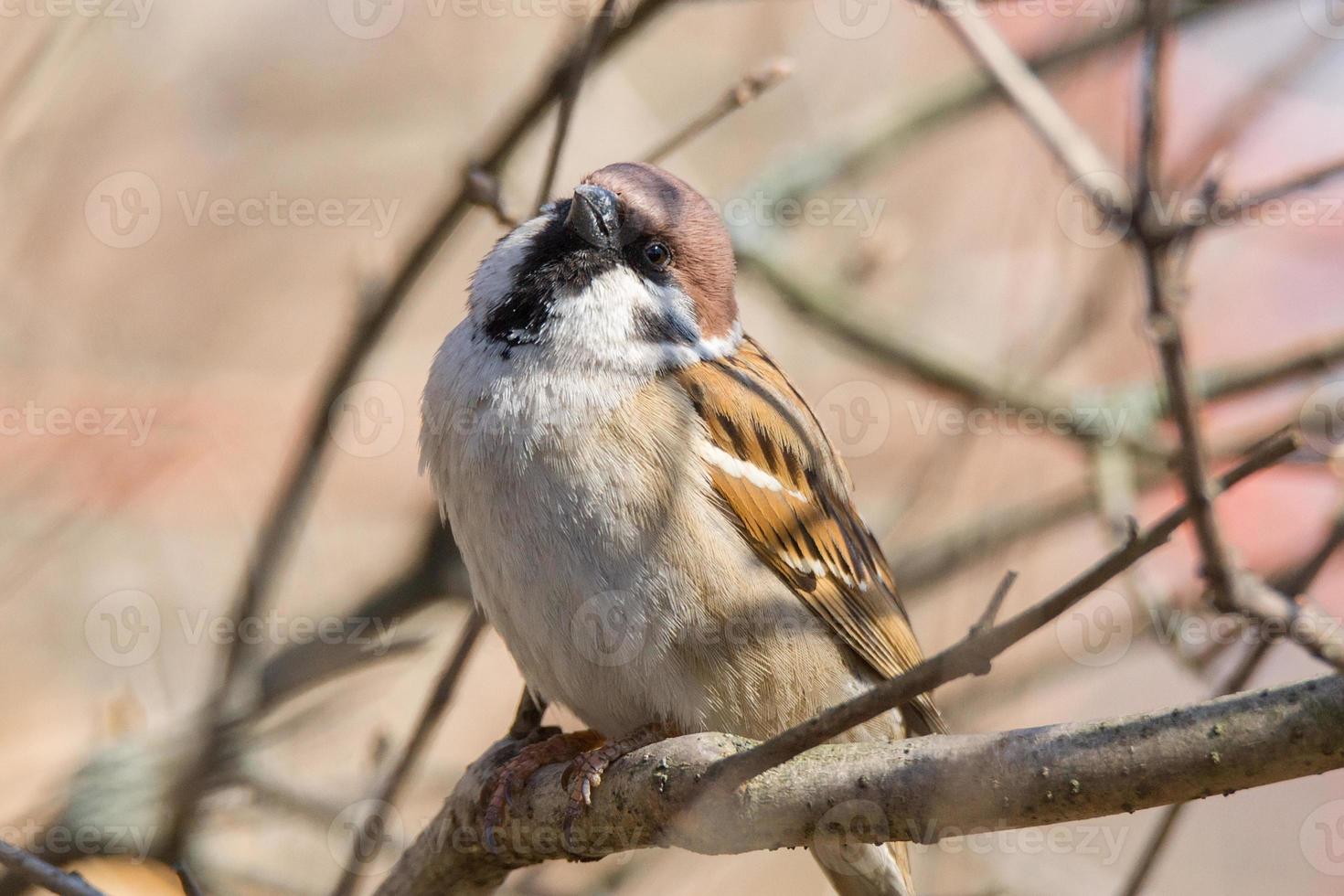 Passer domesticus on a branch photo