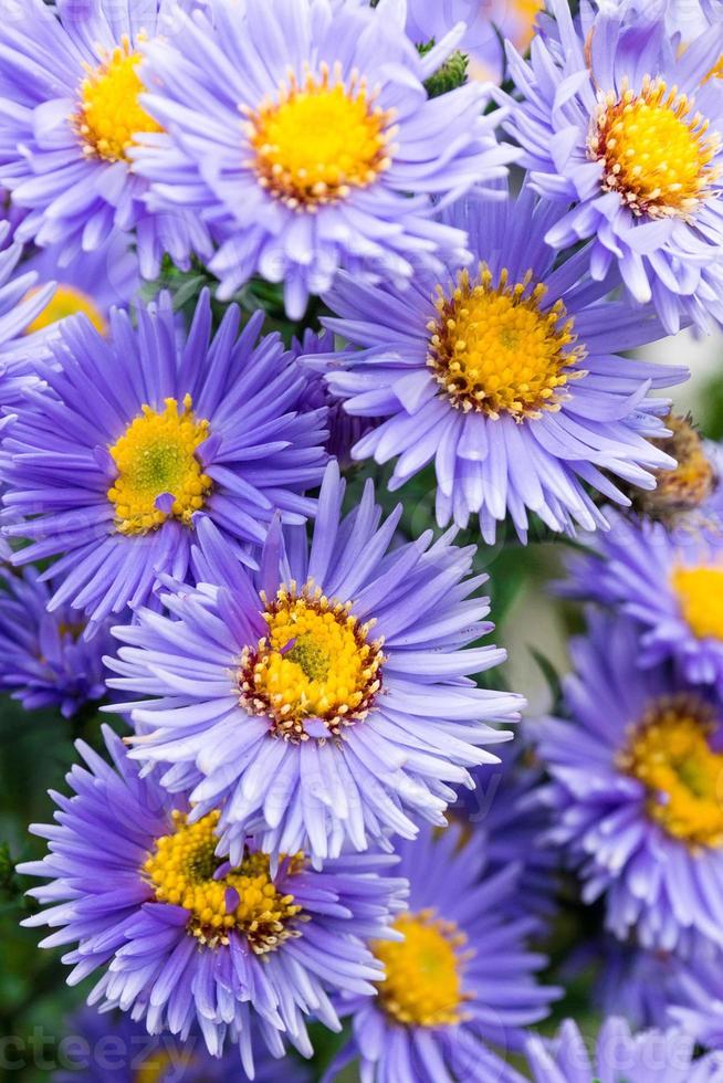 flores asteres en el jardín foto