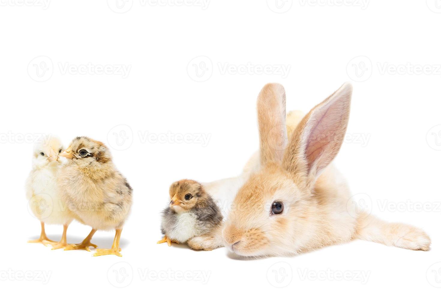 rabbit chicken egg white background photo