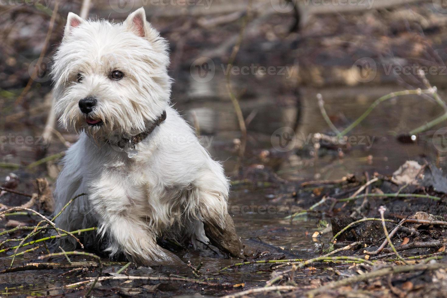 little white dog photo