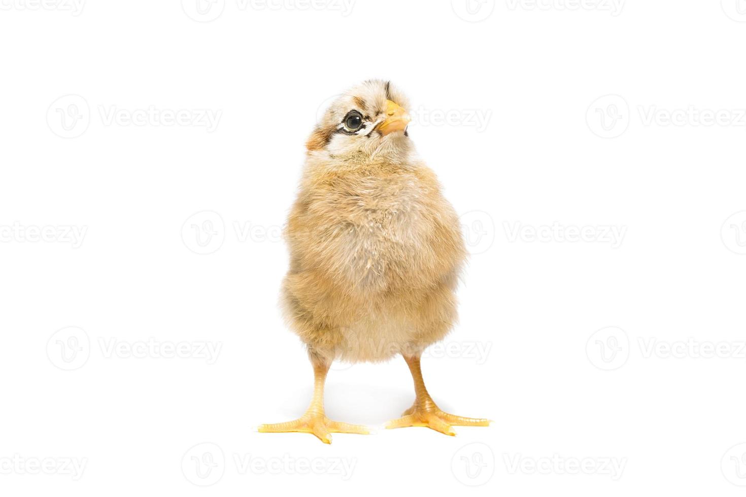 Chicken on white background photo