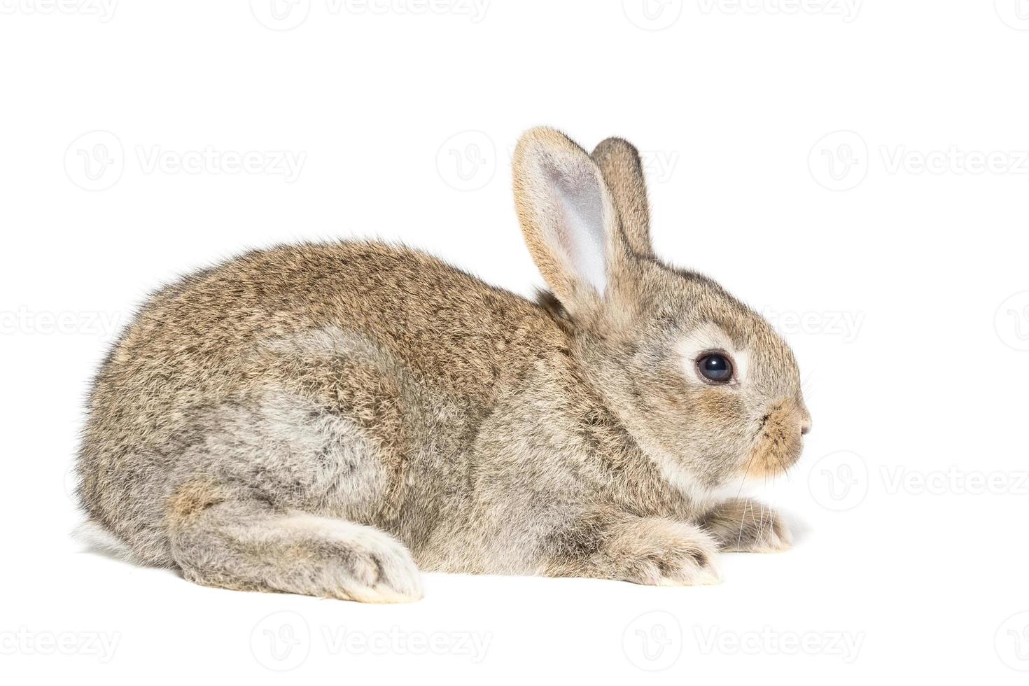 rabbit on a white background photo