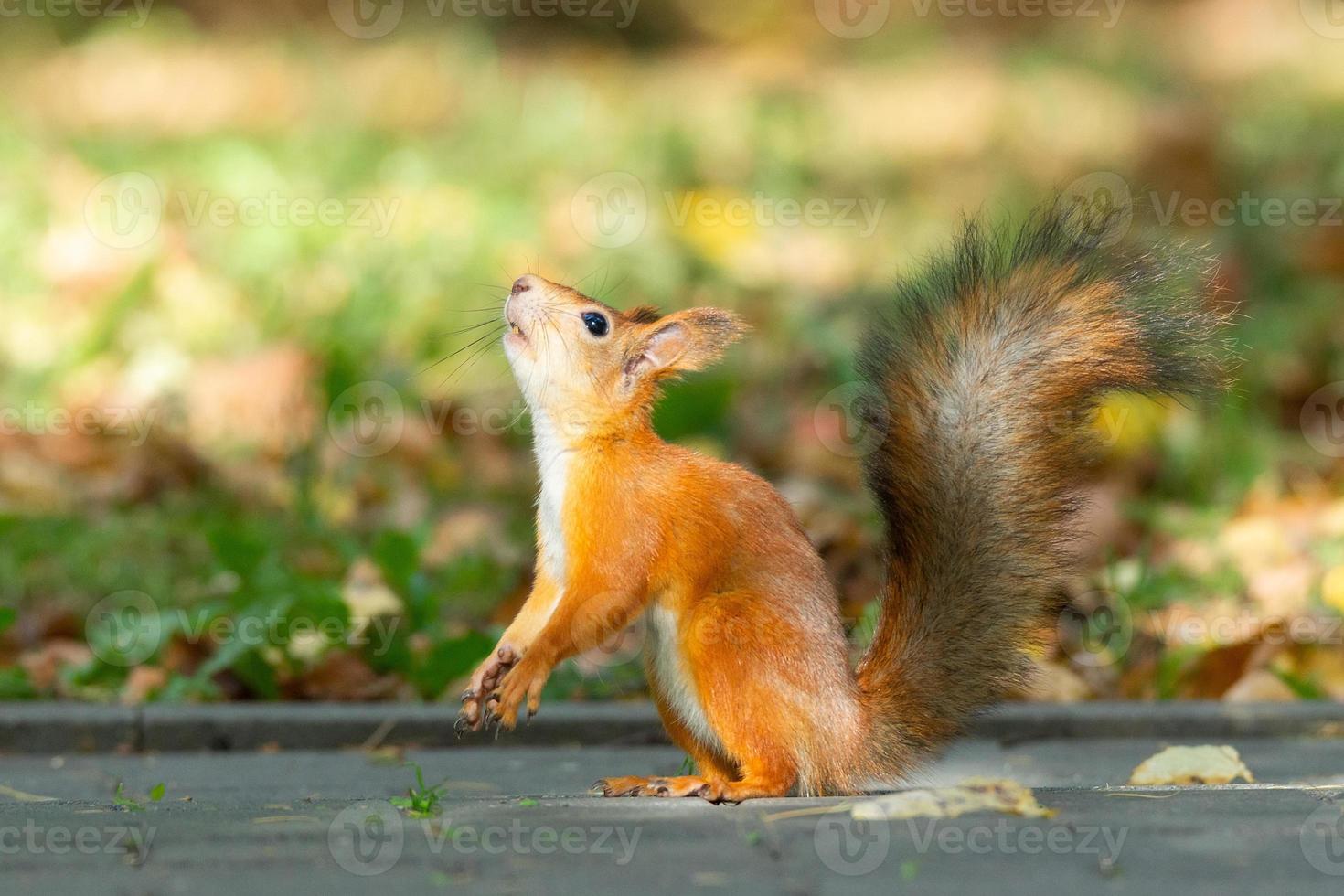 Squirrel in the autumn park photo