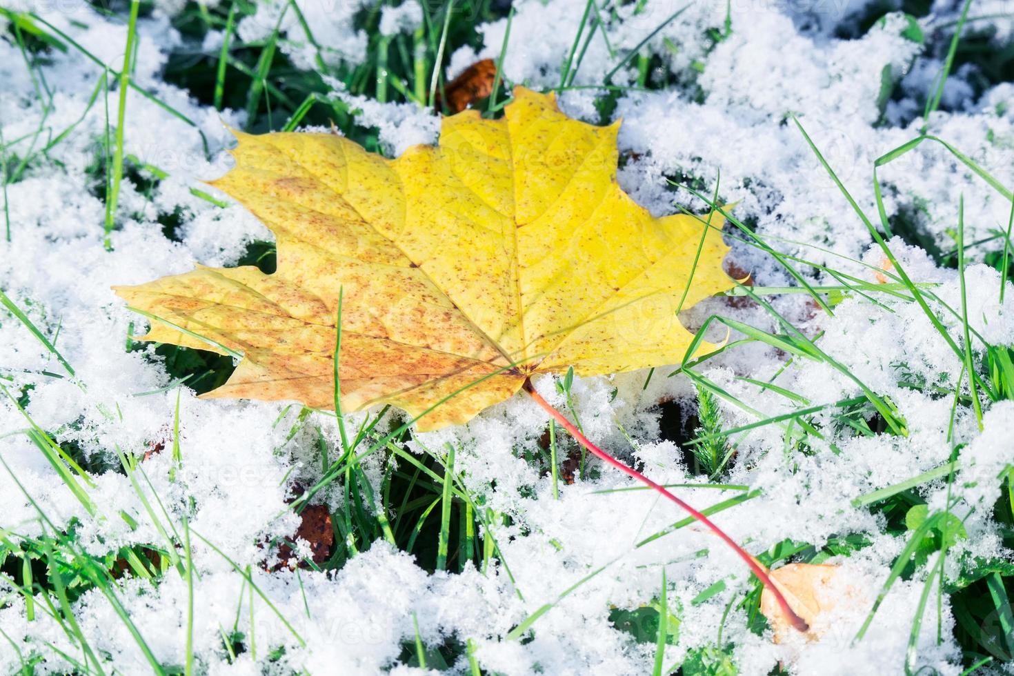 maple leaf on snow photo