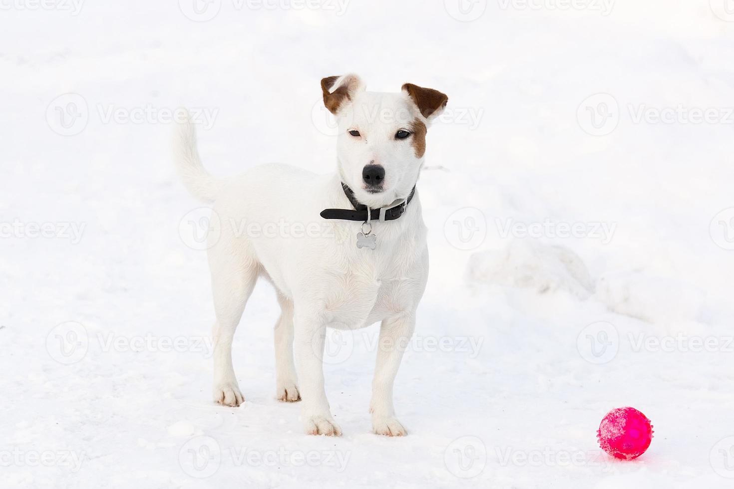 Jack Russell Terrier foto