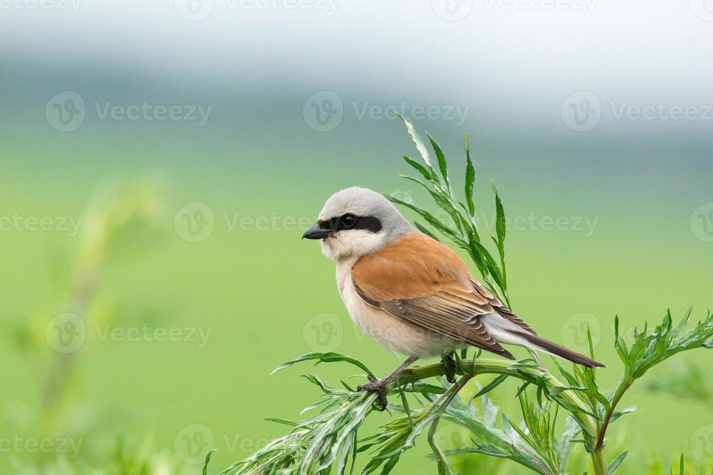 crook on a branch photo