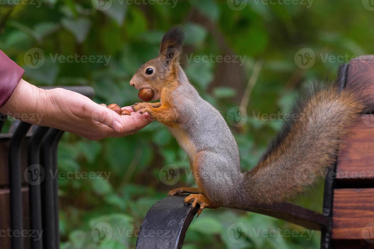 Squirrel eats nuts photo